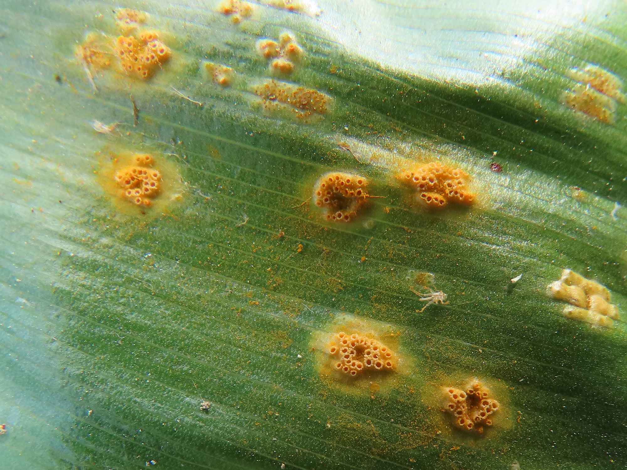 Puccinia sessilis