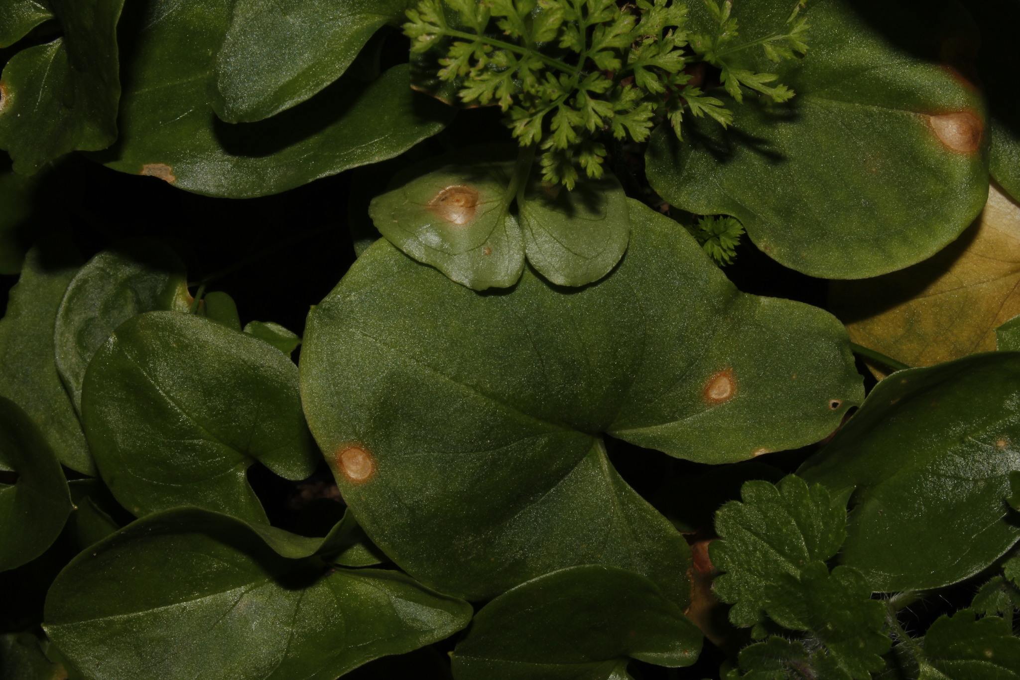 Puccinia sessilis
