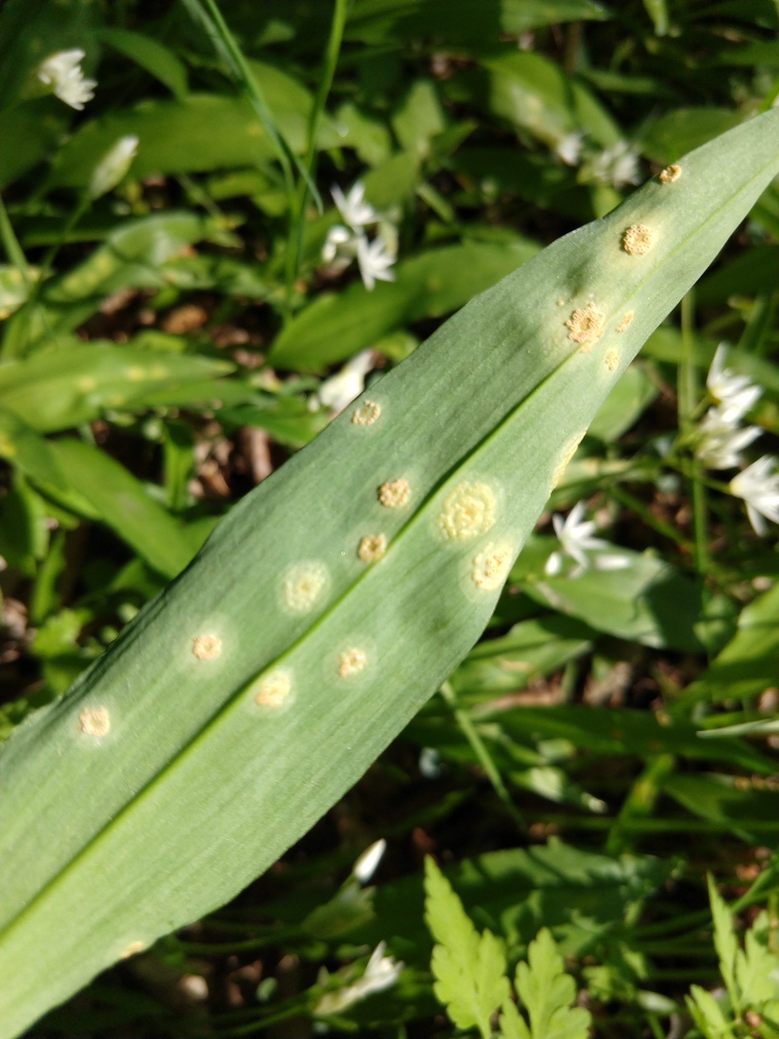 Puccinia sessilis
