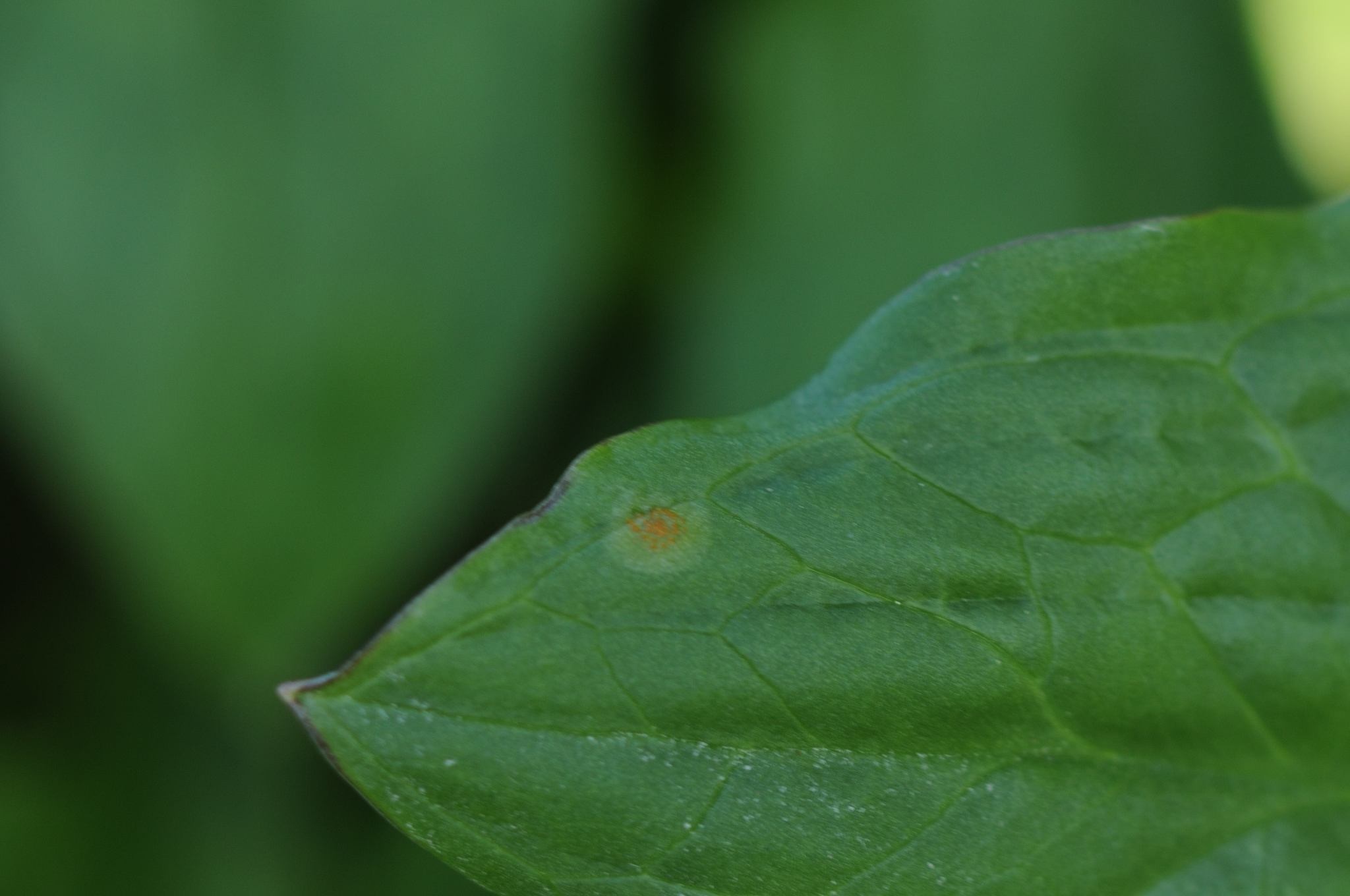 Puccinia sessilis