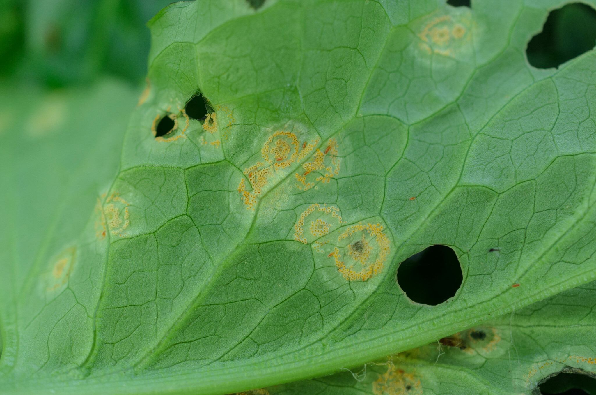 Puccinia sessilis