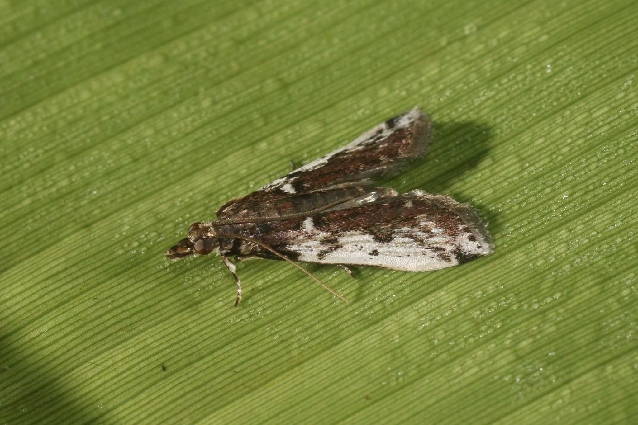 Ectomyelois muriscis