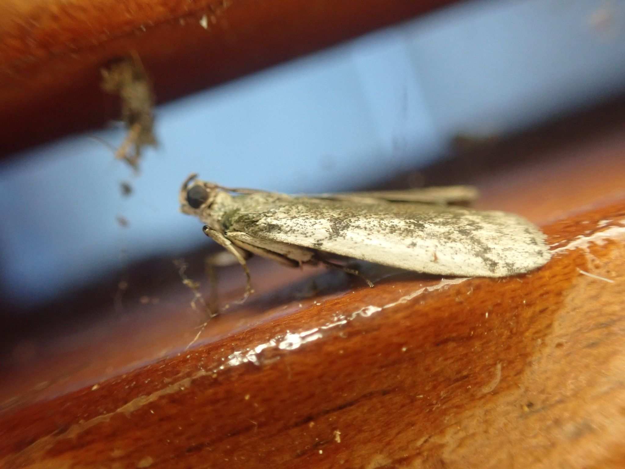 Ectomyelois muriscis