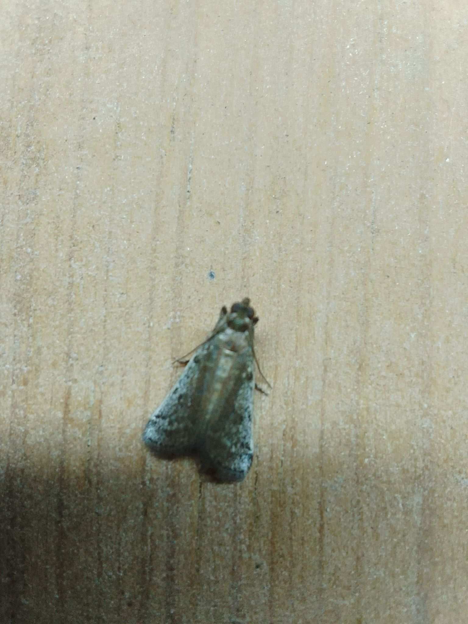 Ectomyelois muriscis