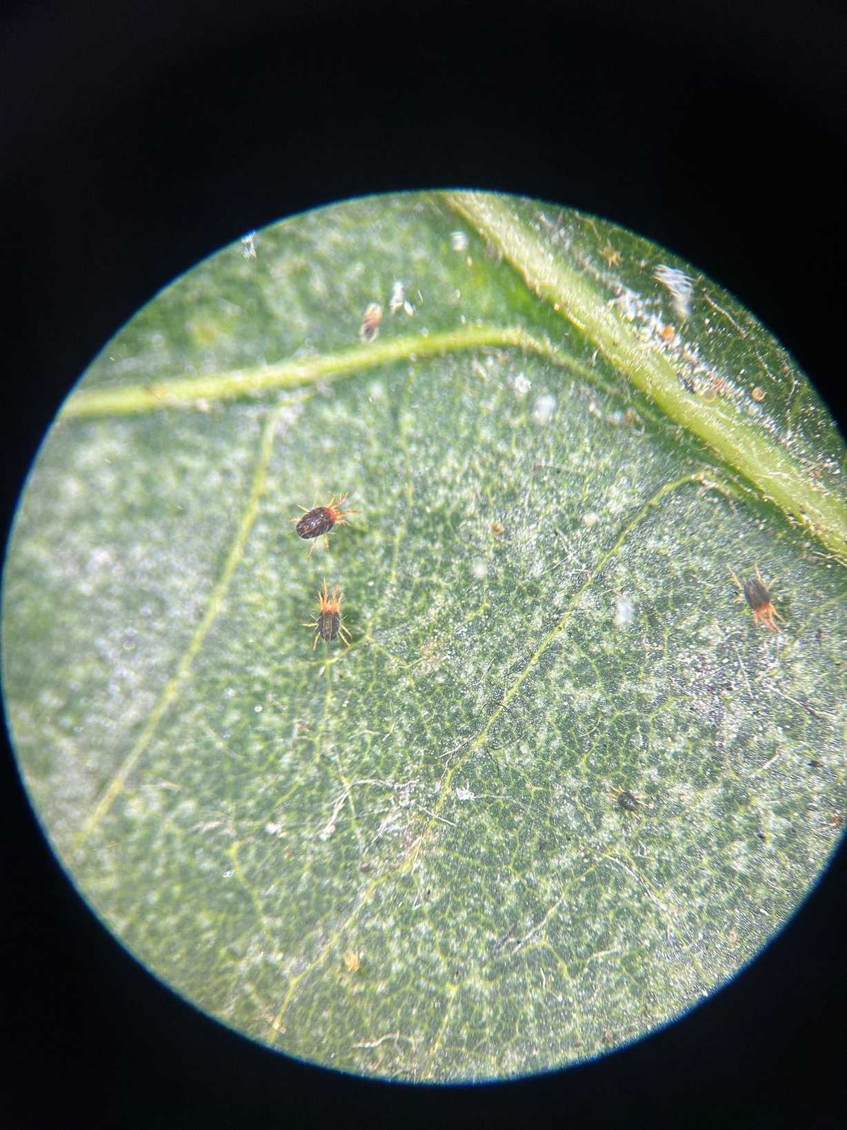 Oligonychus yothersi