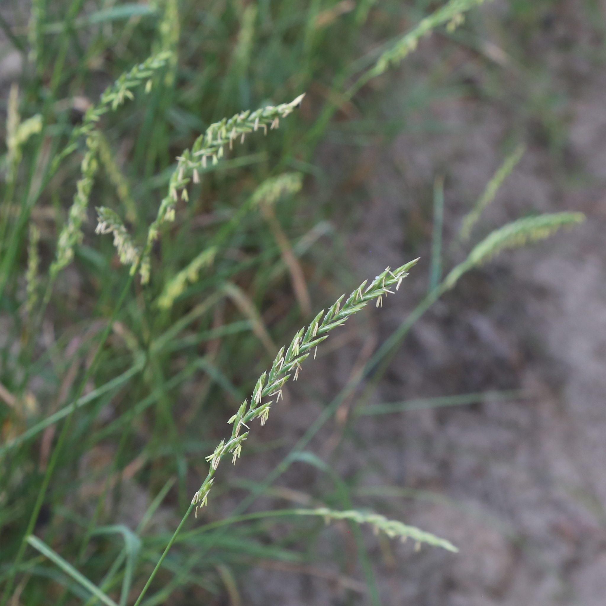 Elymus repens