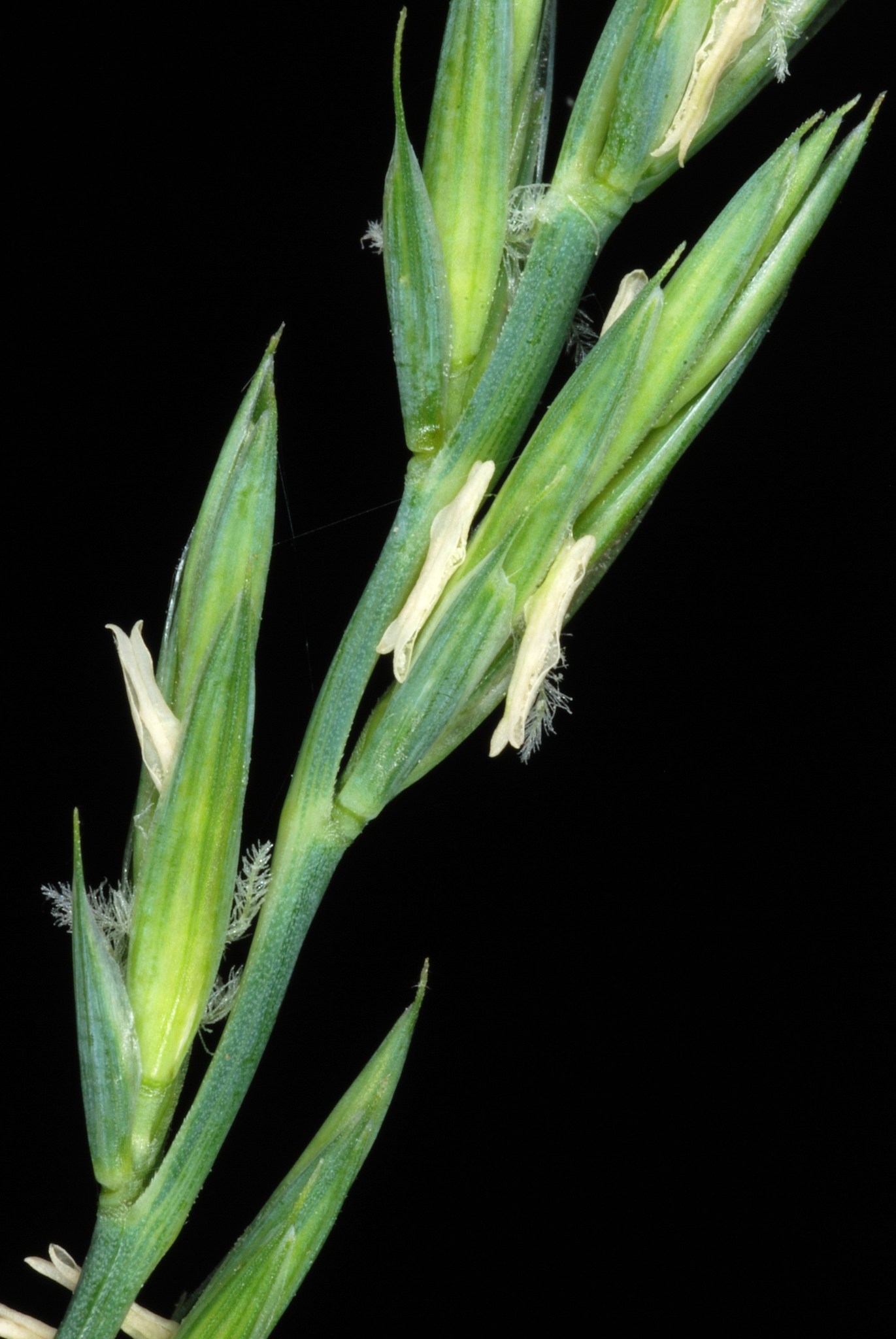 Elymus repens