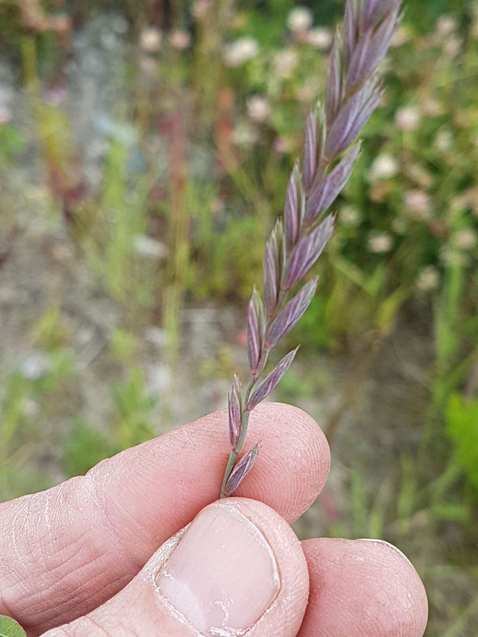 Elymus repens
