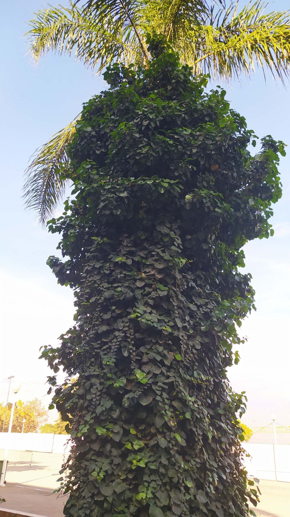 Hedera algeriensis
