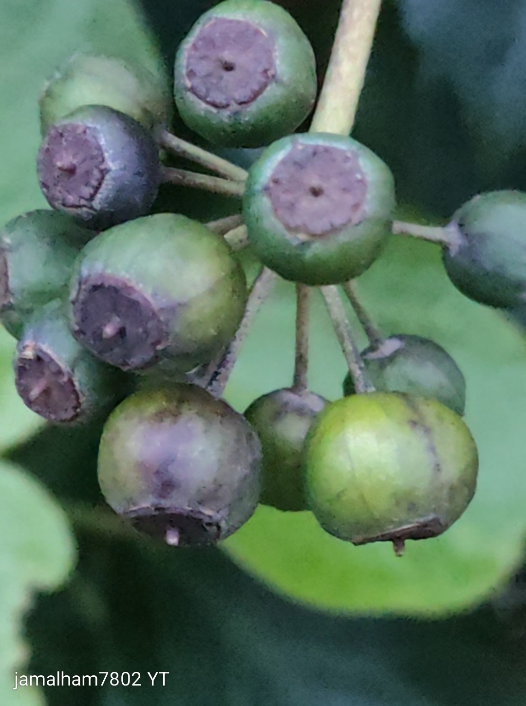 Hedera algeriensis
