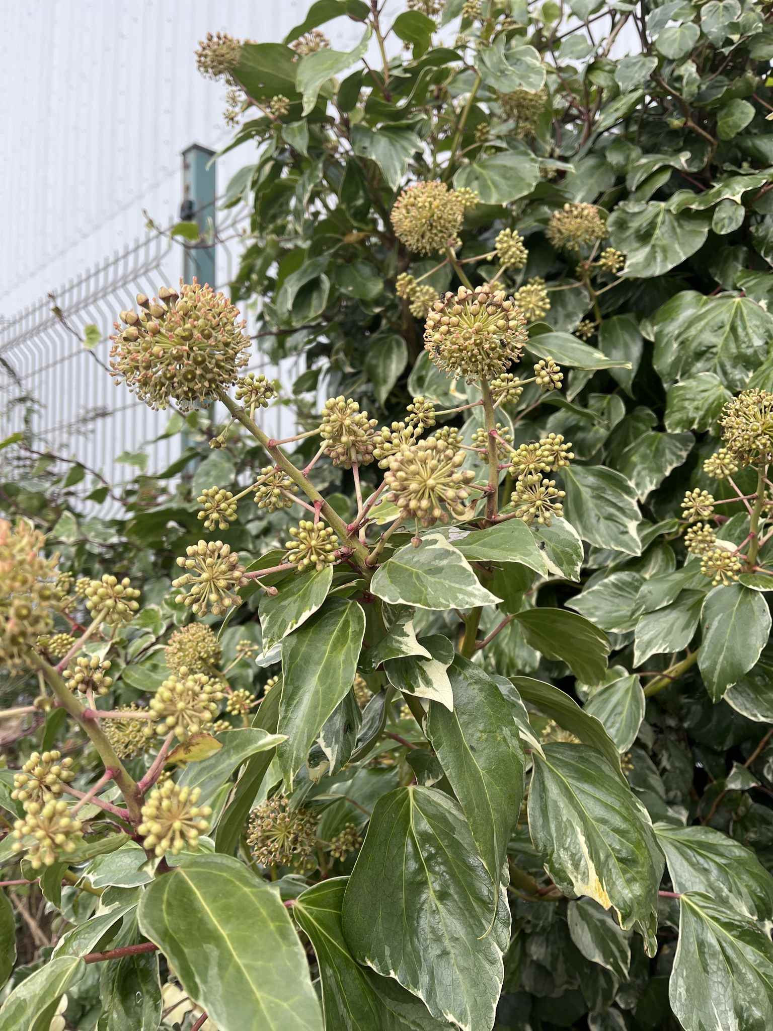 Hedera algeriensis