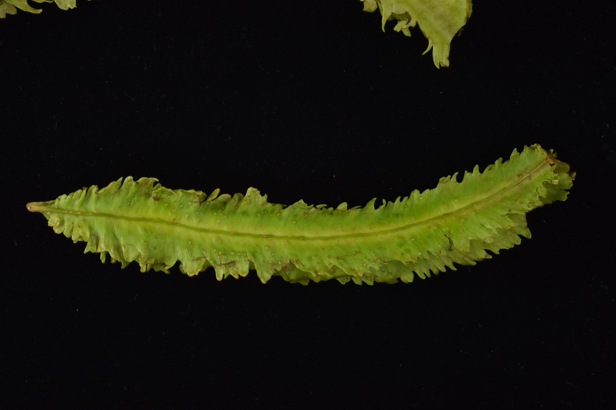 Synchytrium psophocarpi