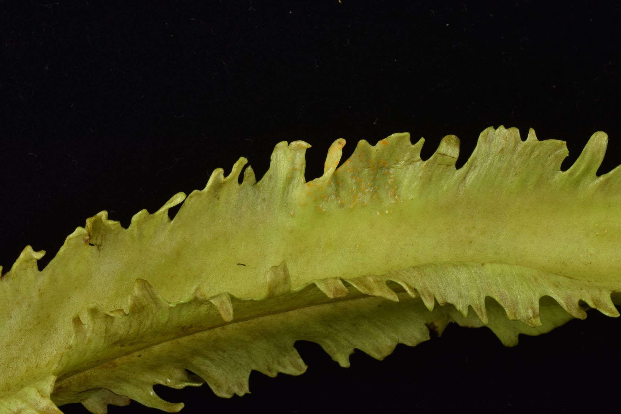 Synchytrium psophocarpi