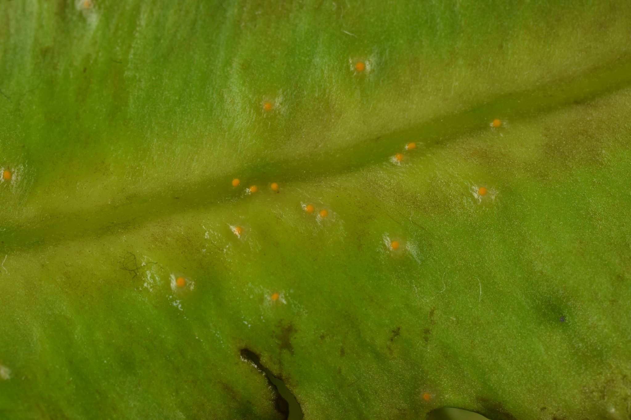 Synchytrium psophocarpi