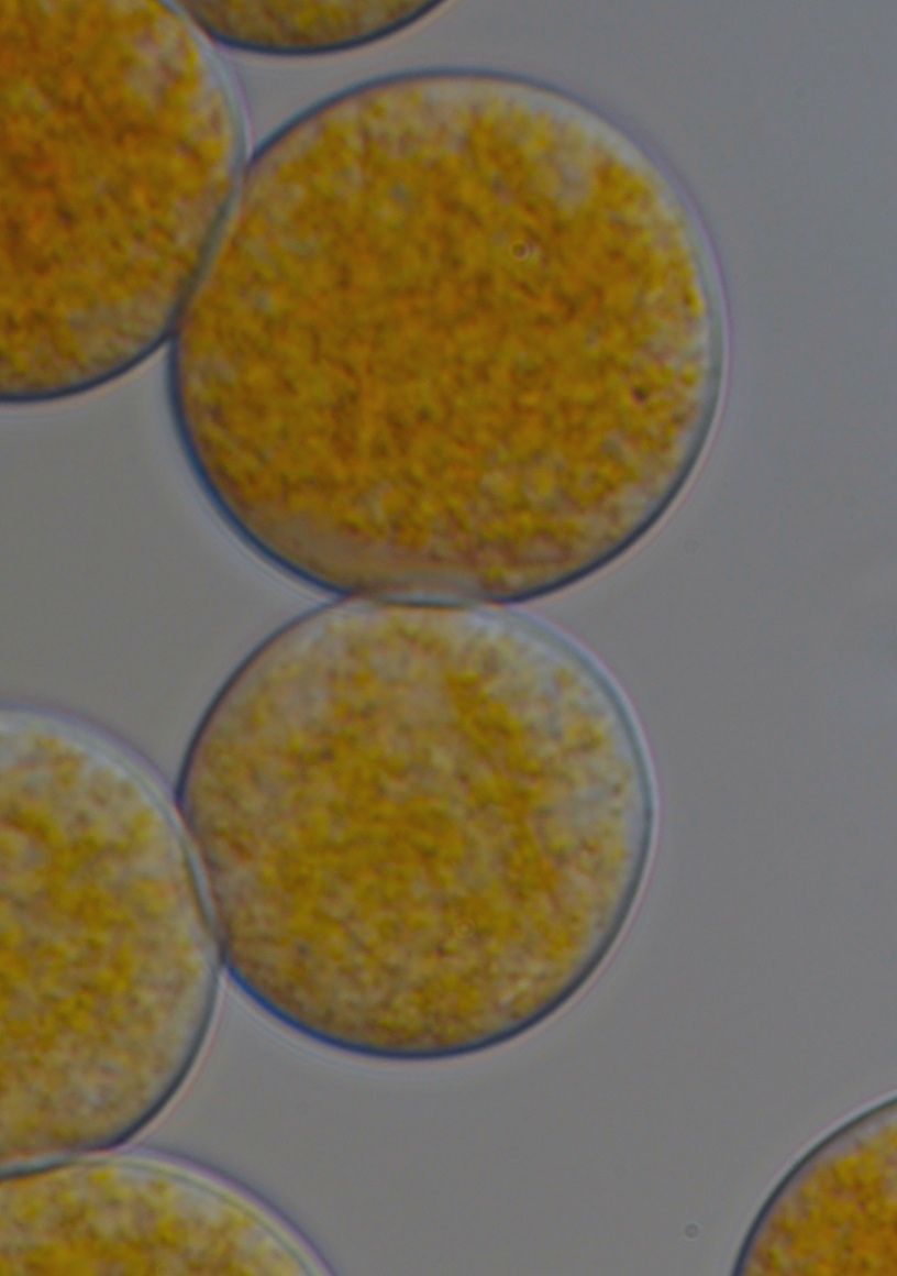 Synchytrium psophocarpi