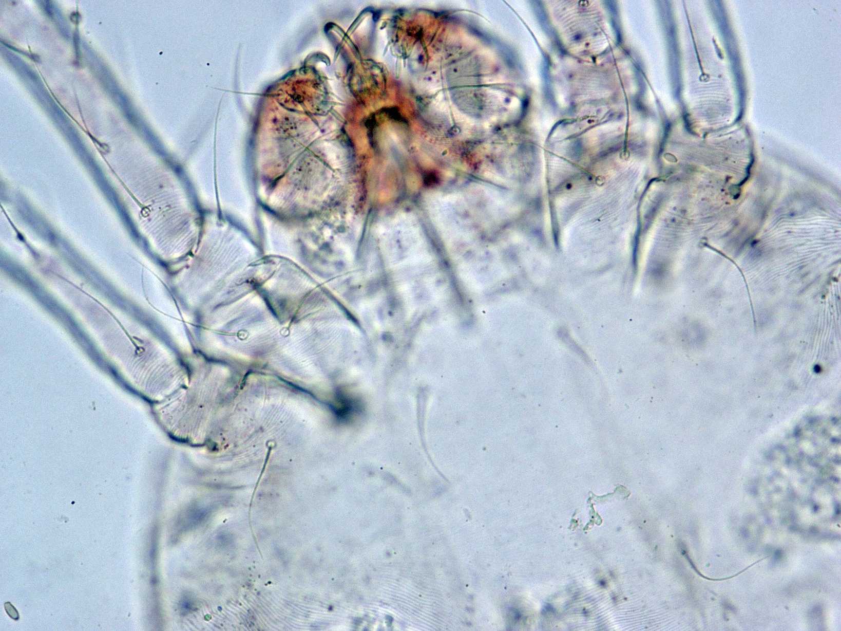 Eutetranychus orientalis