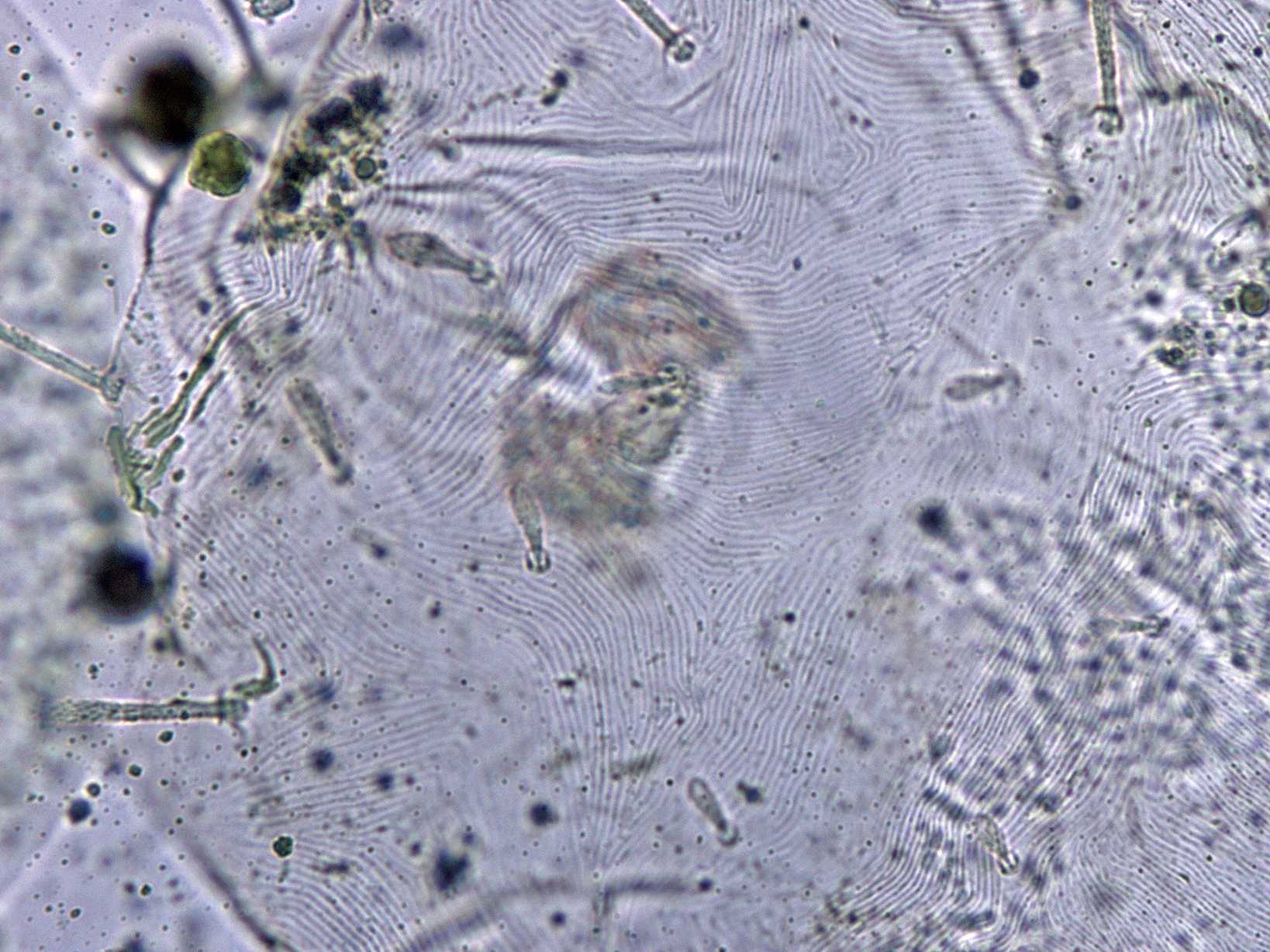 Eutetranychus orientalis