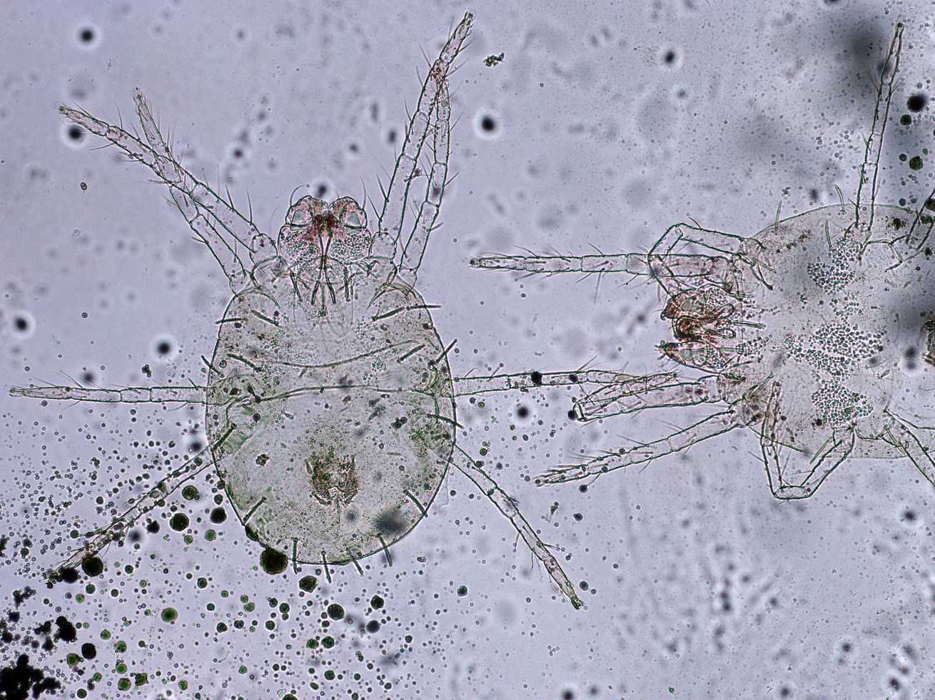 Eutetranychus orientalis
