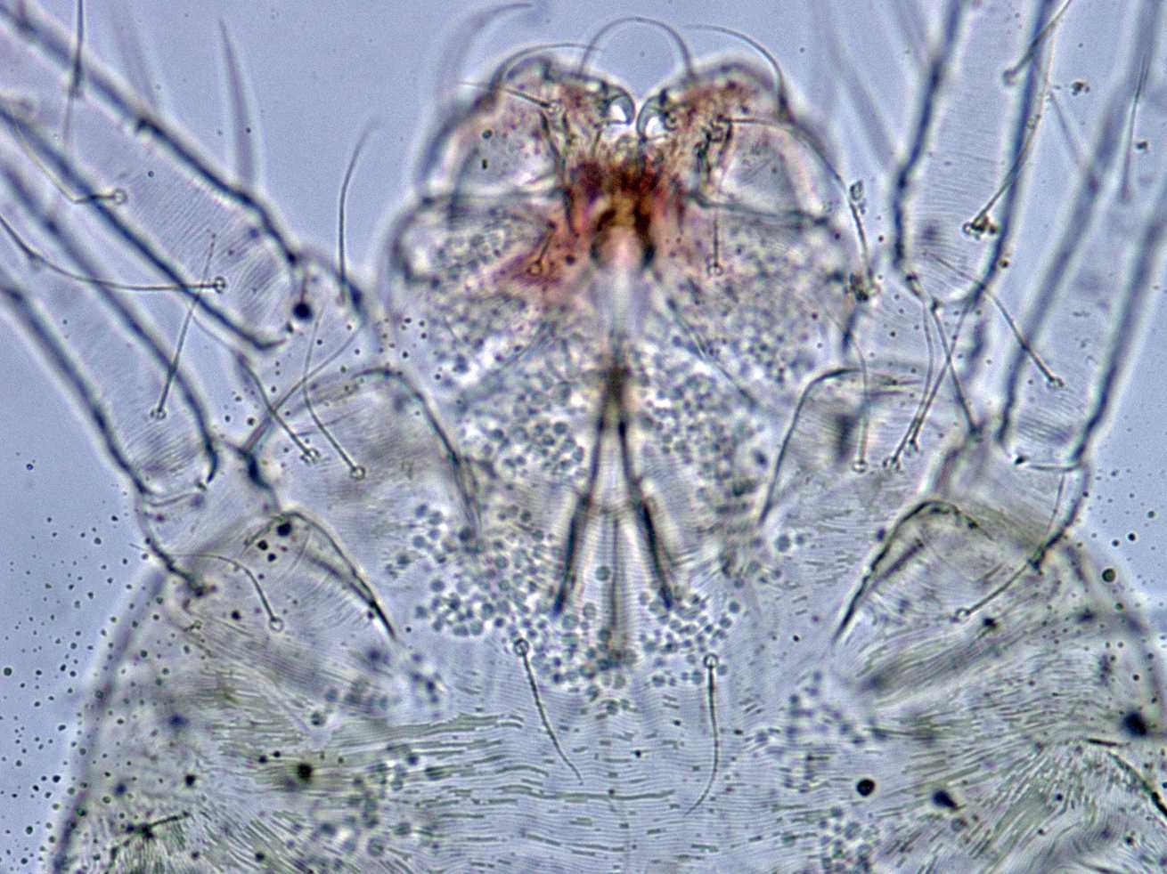Eutetranychus orientalis