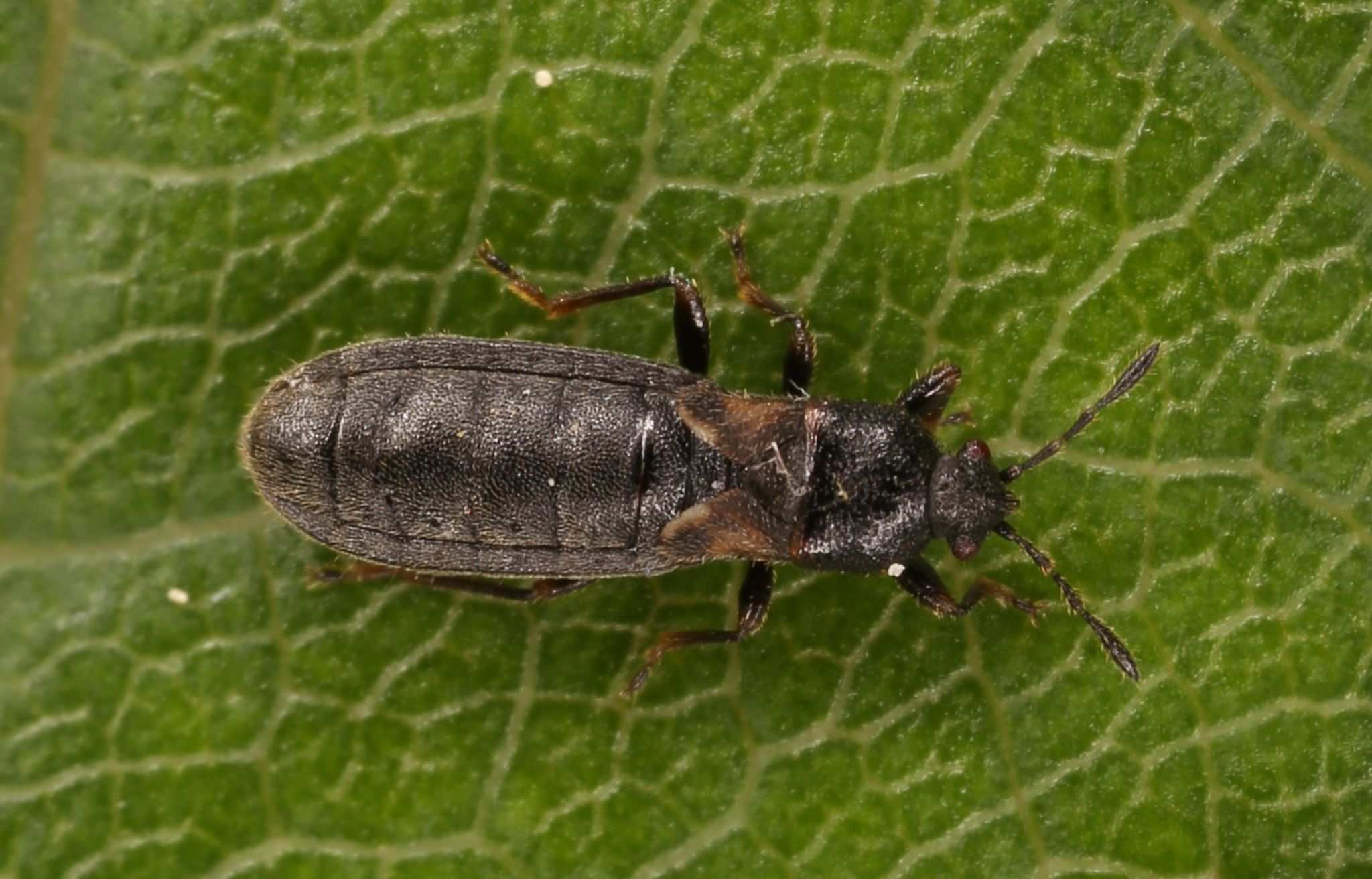 Dimorphopterus
