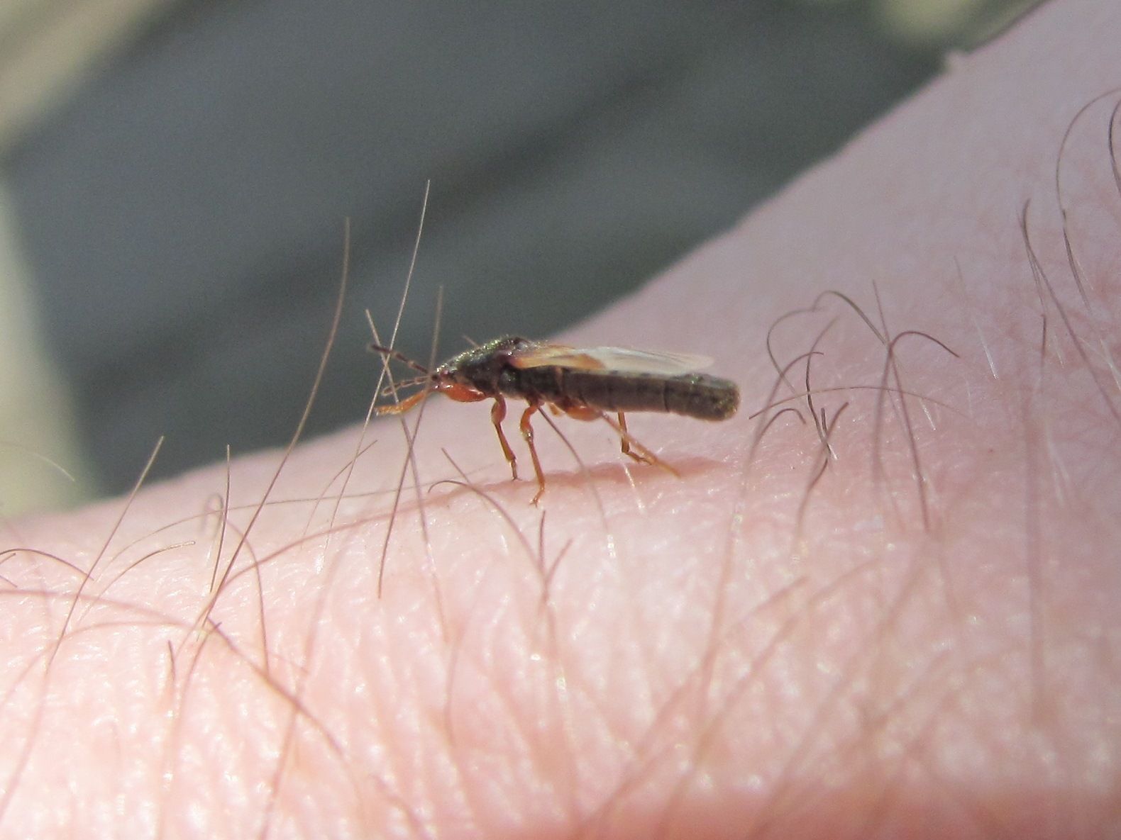 Dimorphopterus