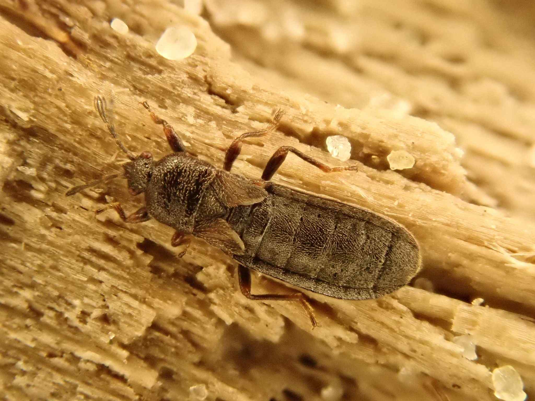 Dimorphopterus