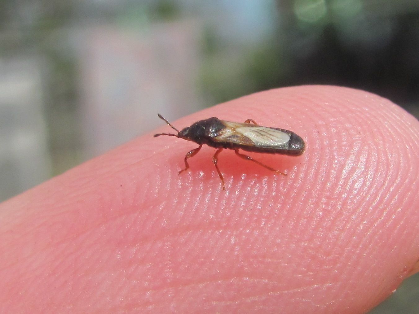 Dimorphopterus