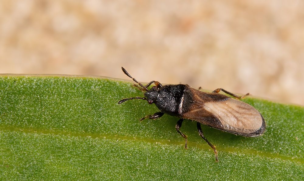 Dimorphopterus