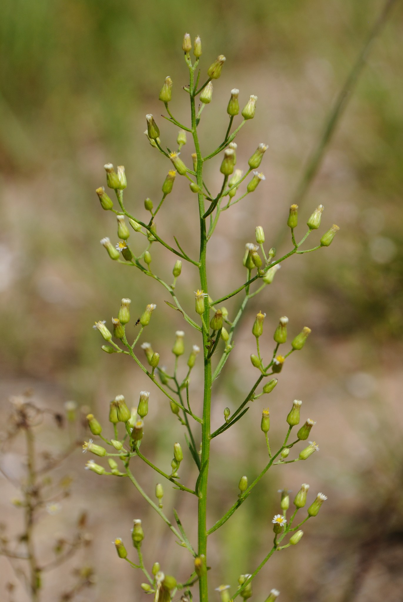 Erigeron canadensis