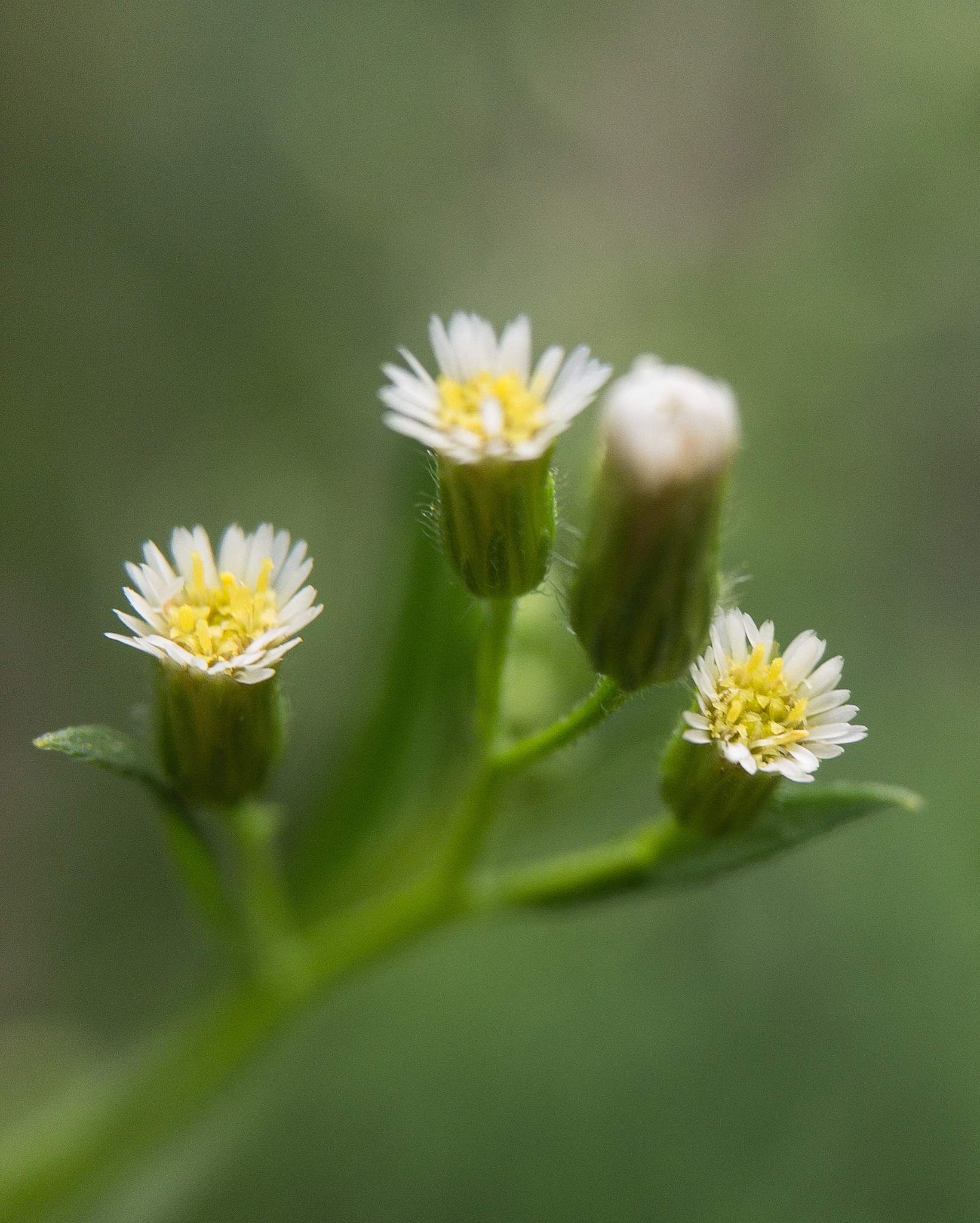 Erigeron canadensis