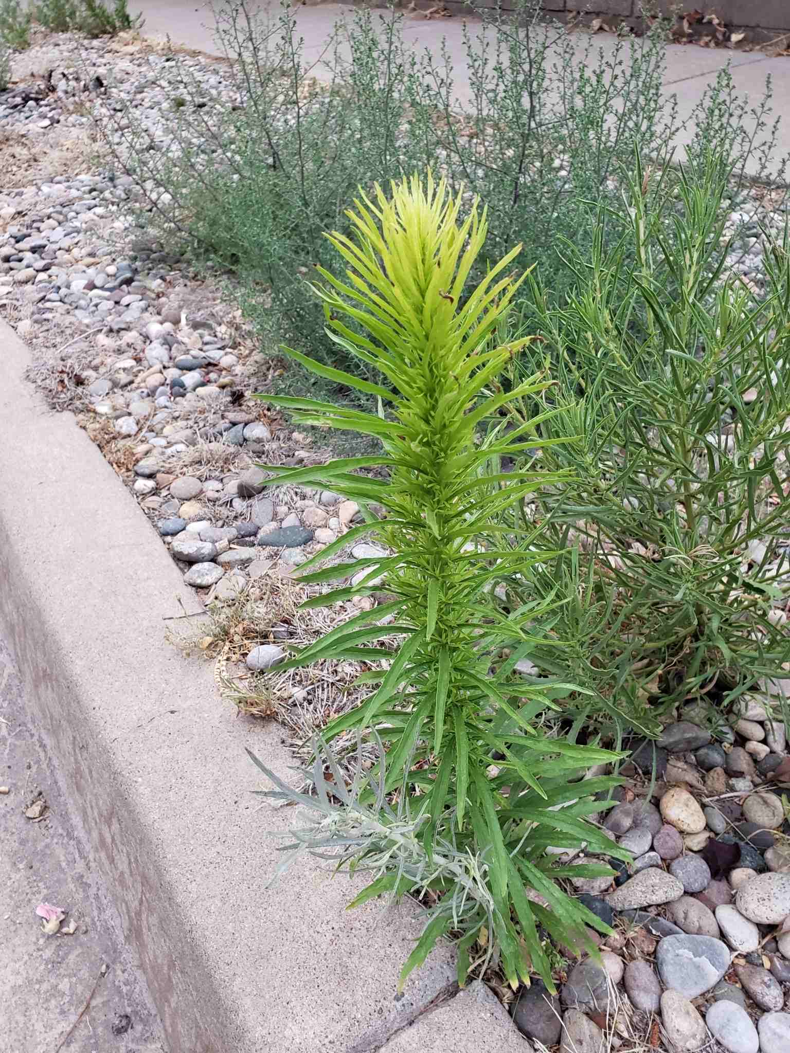 Erigeron canadensis