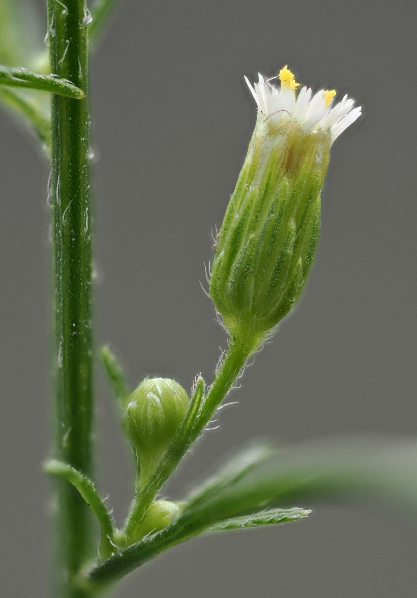 Erigeron canadensis