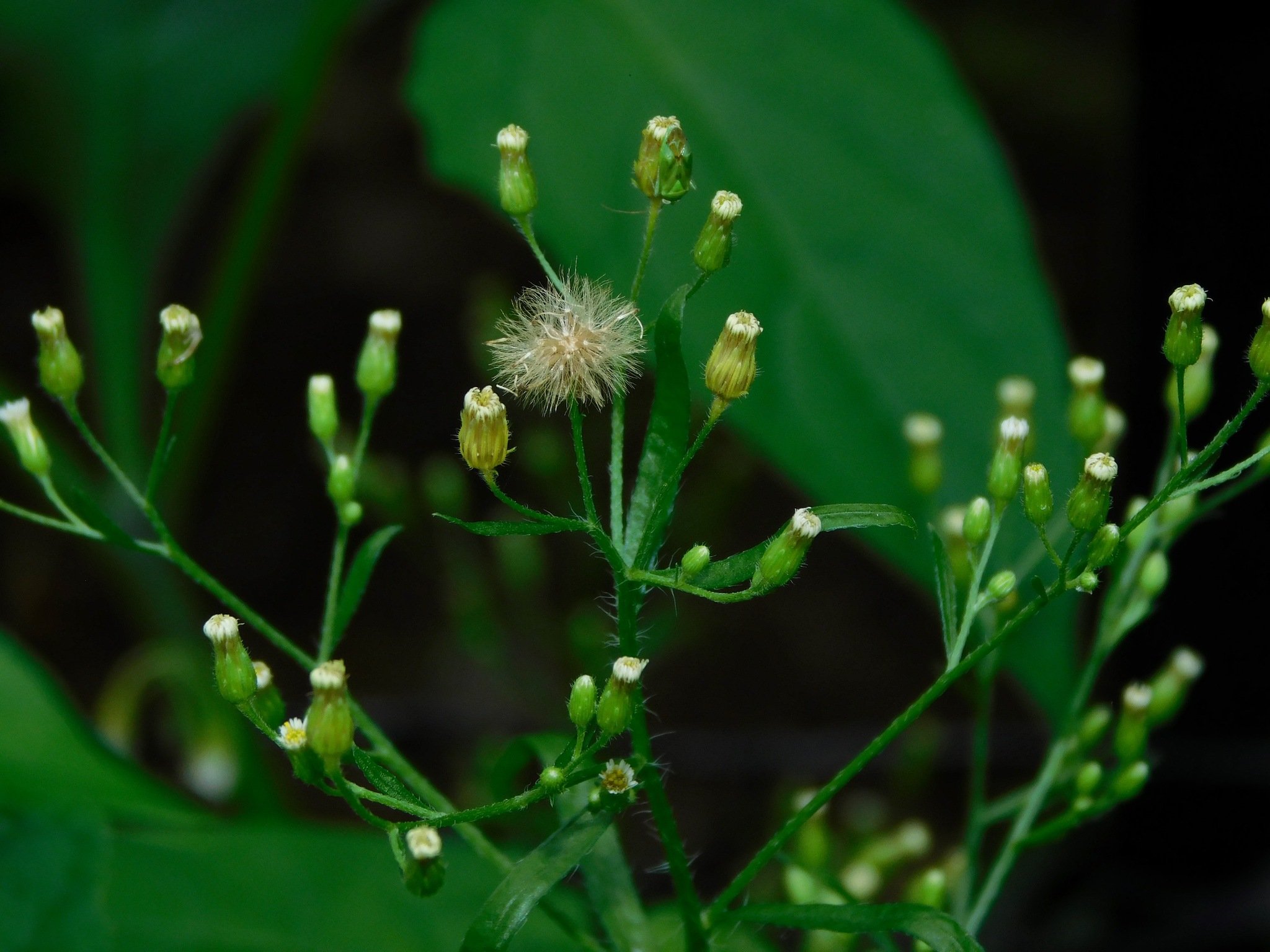 Erigeron canadensis