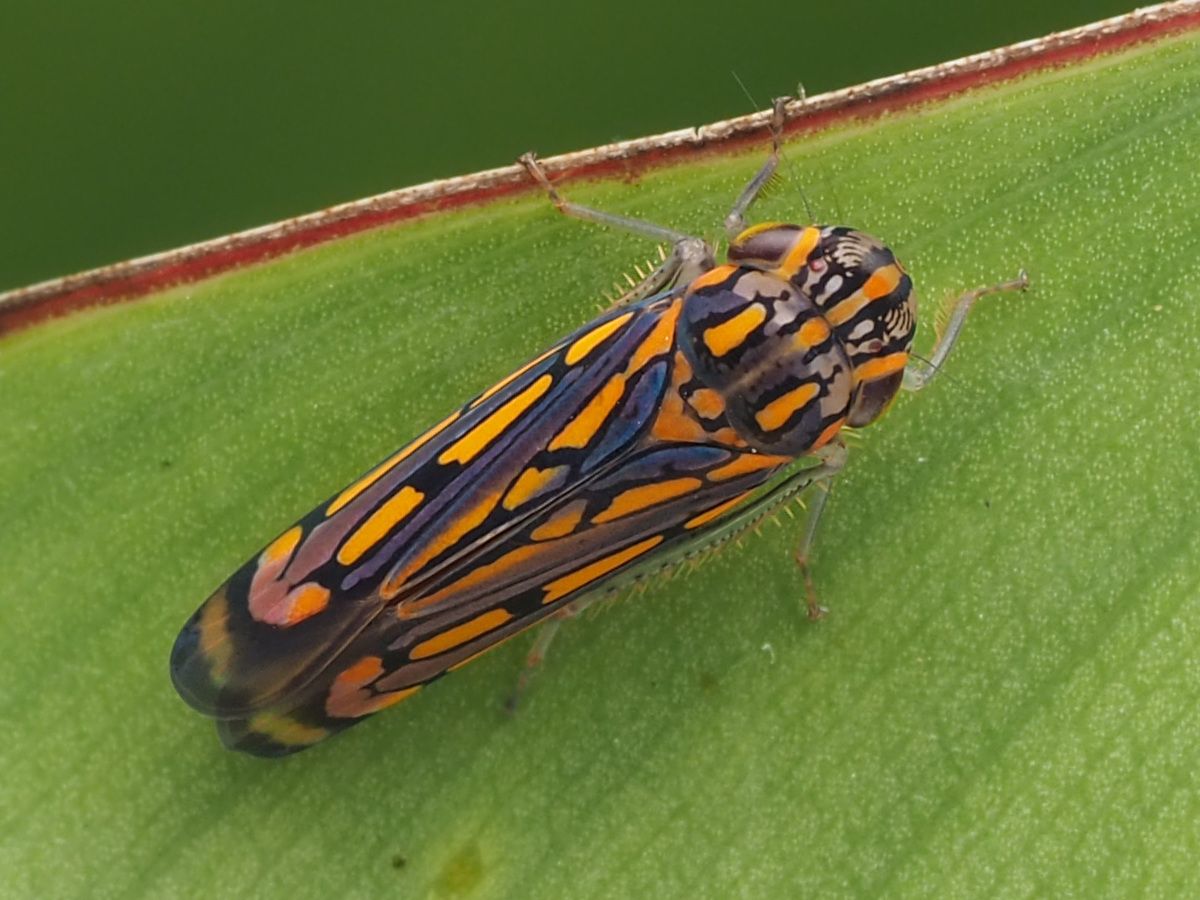 Apogonalia
