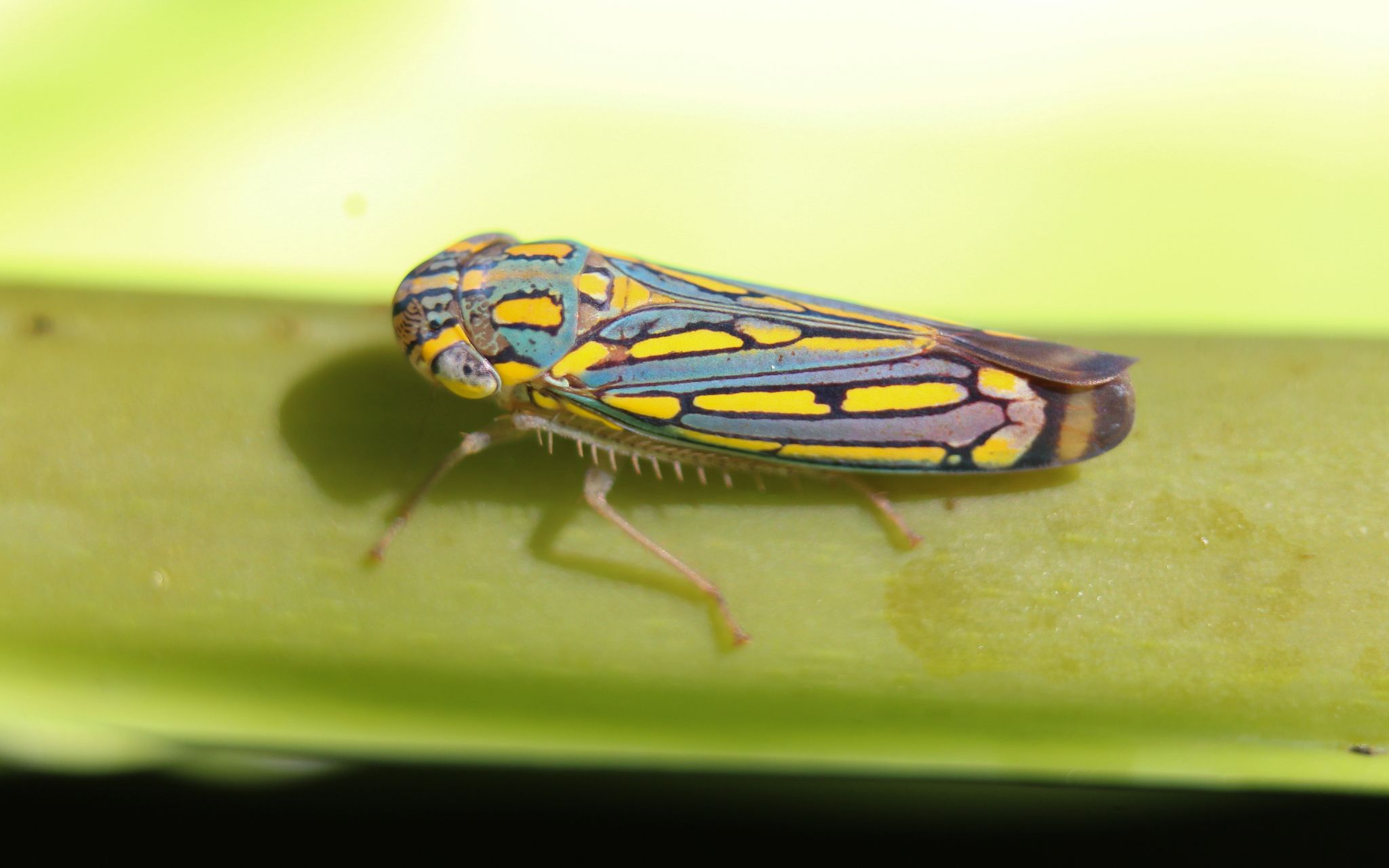 Apogonalia
