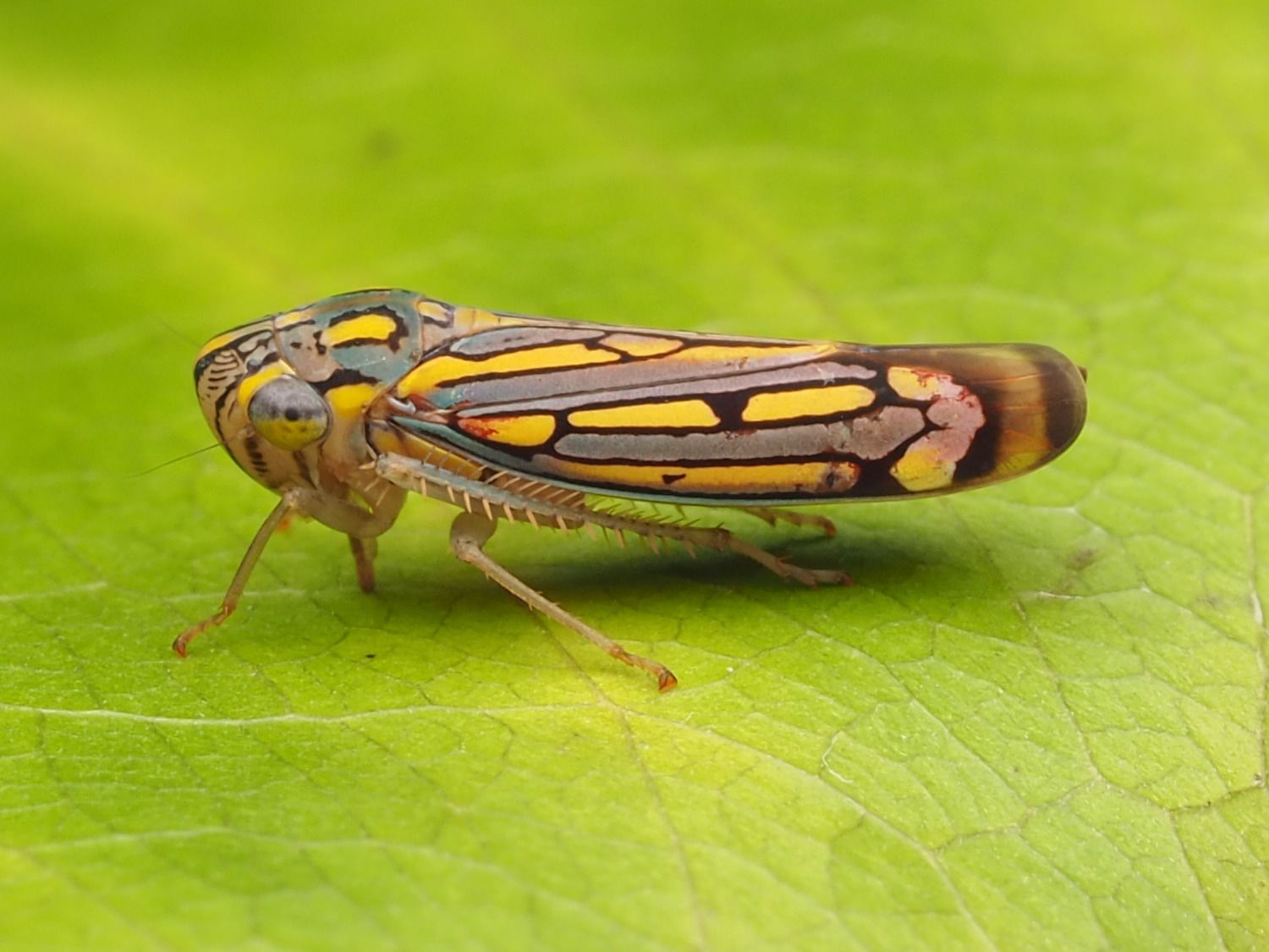 Apogonalia