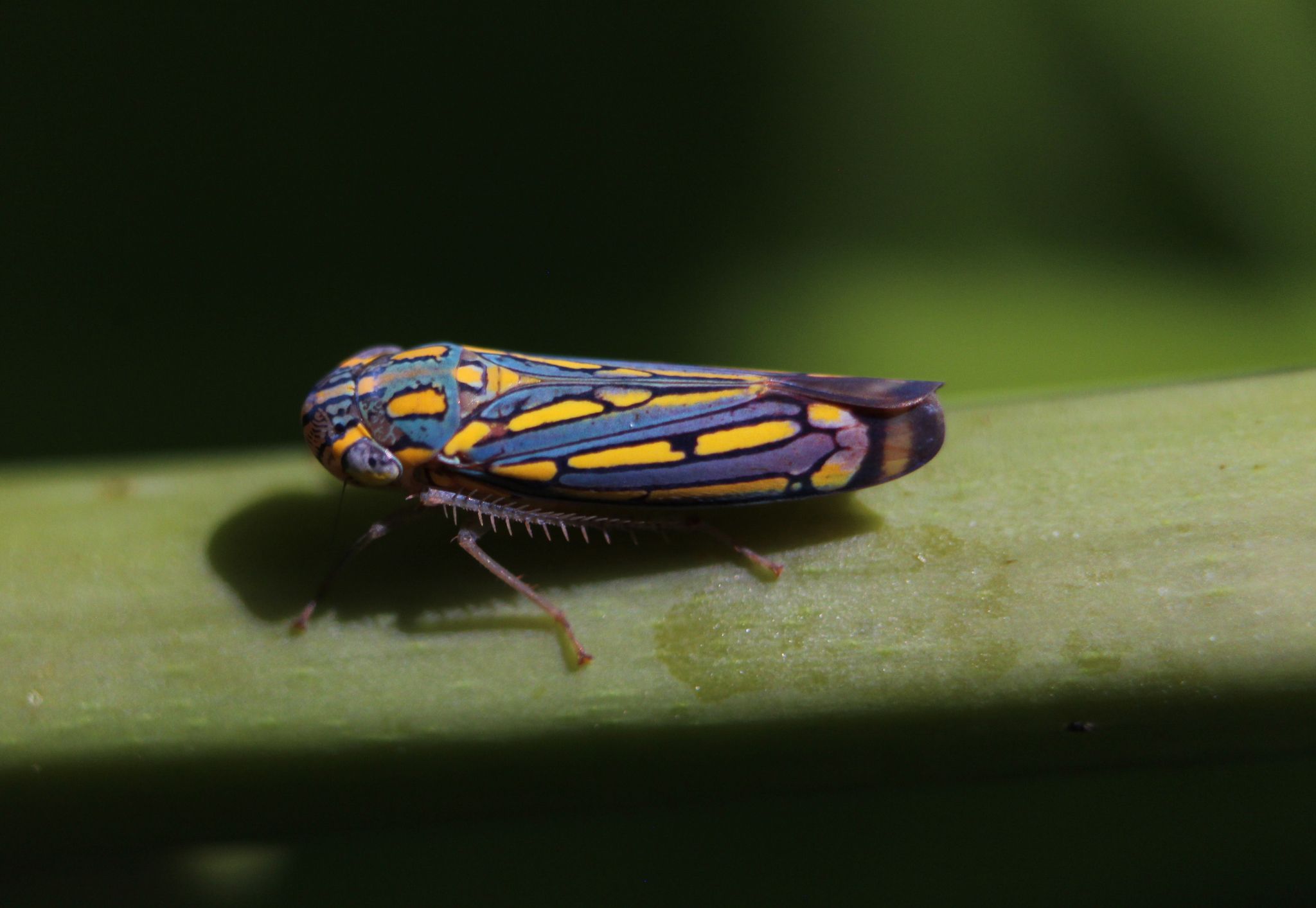 Apogonalia