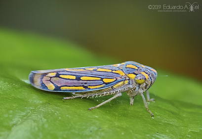 Apogonalia