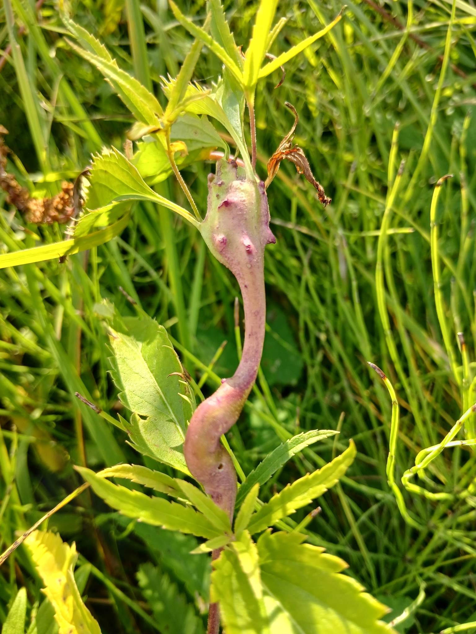 Ditylenchus dipsaci