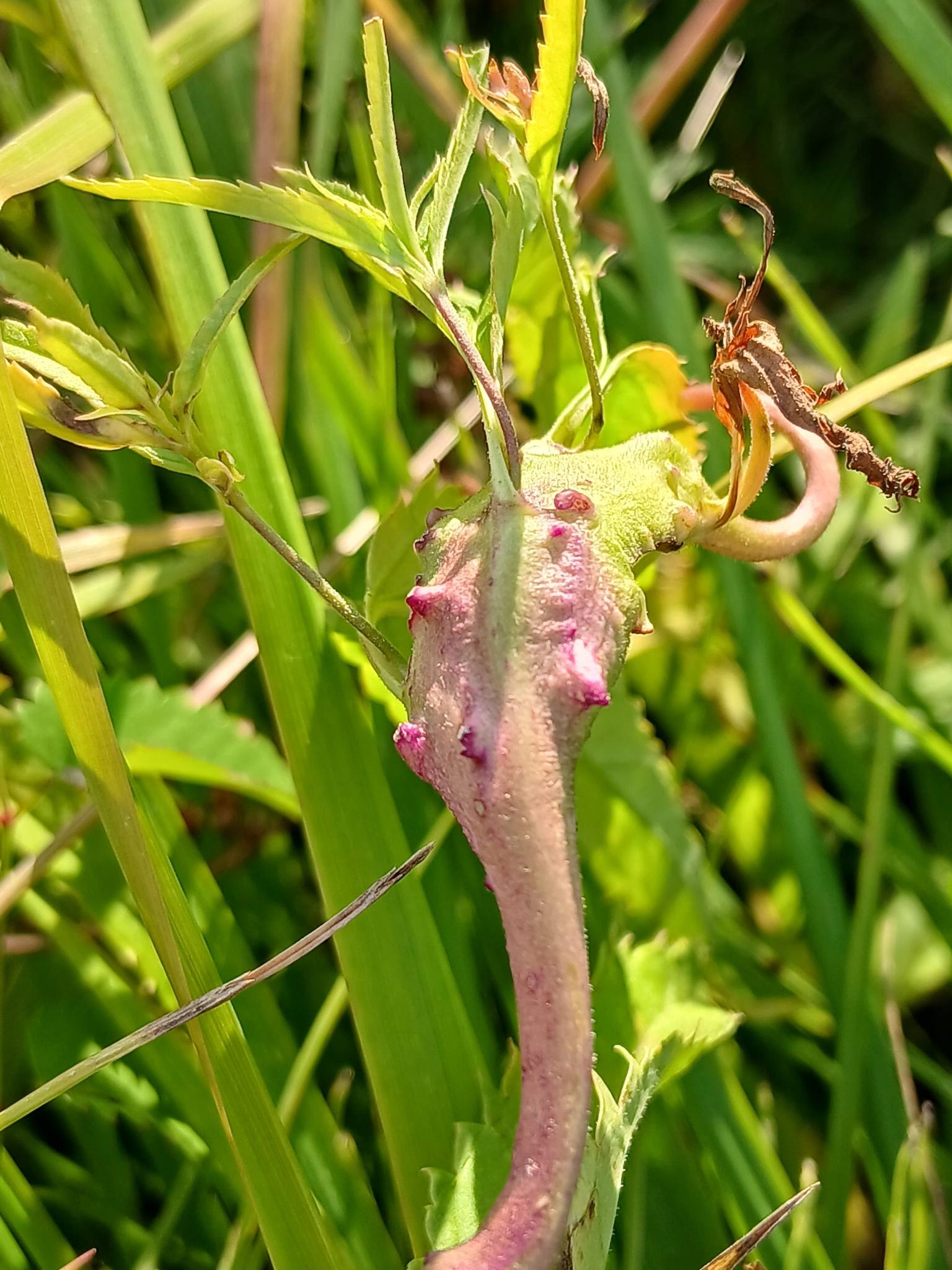 Ditylenchus dipsaci