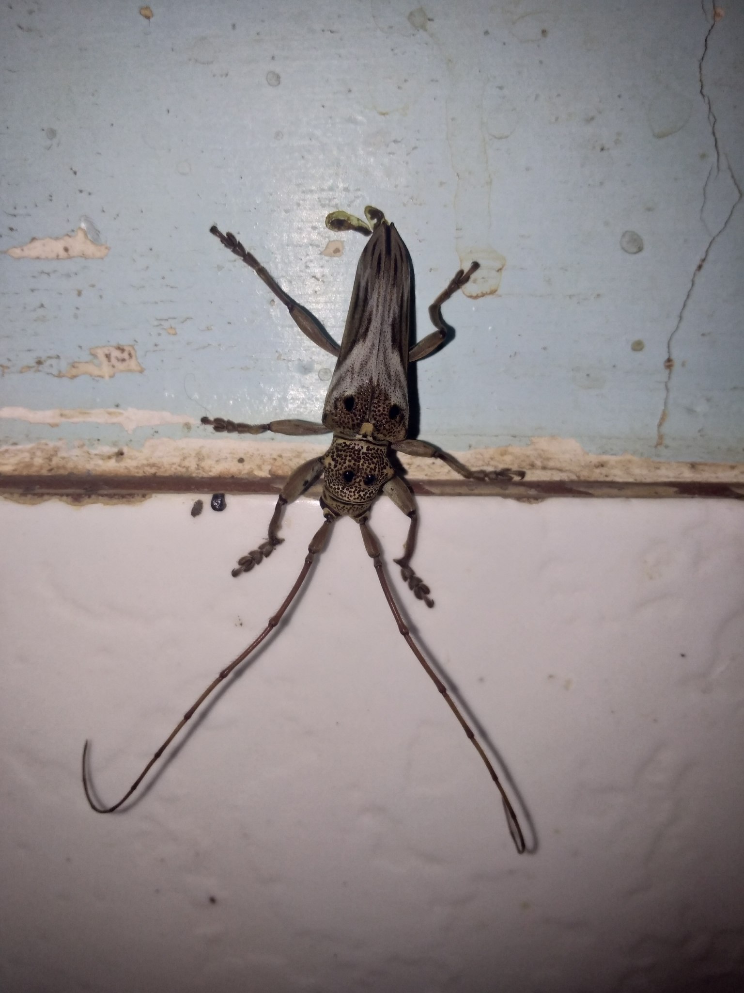 Rhaphiptera