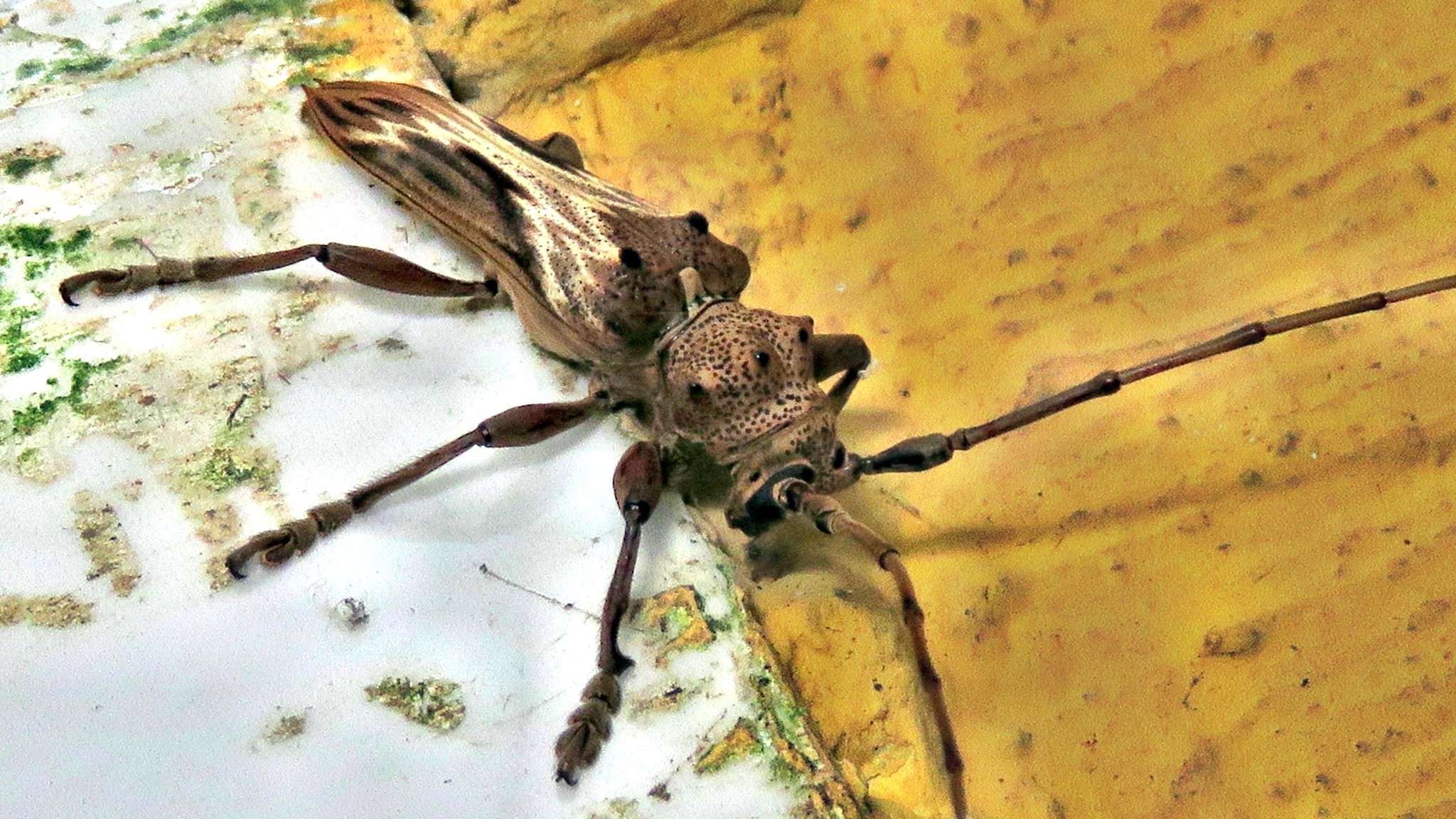 Rhaphiptera