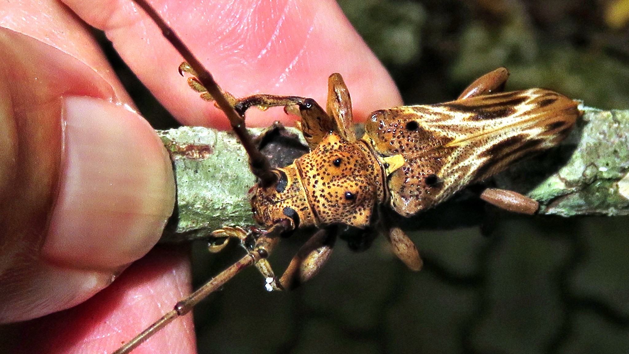 Rhaphiptera