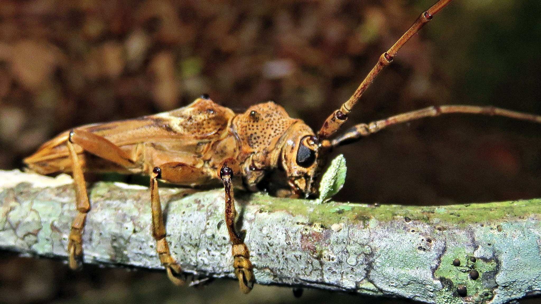 Rhaphiptera