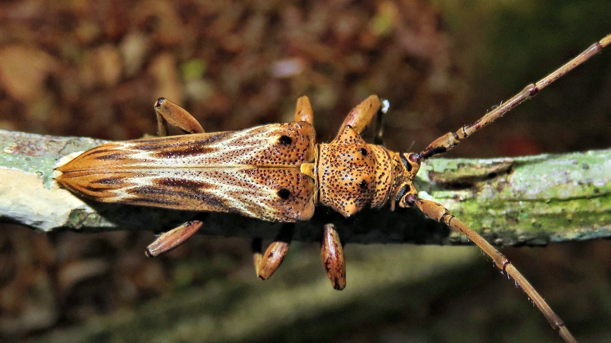 Rhaphiptera