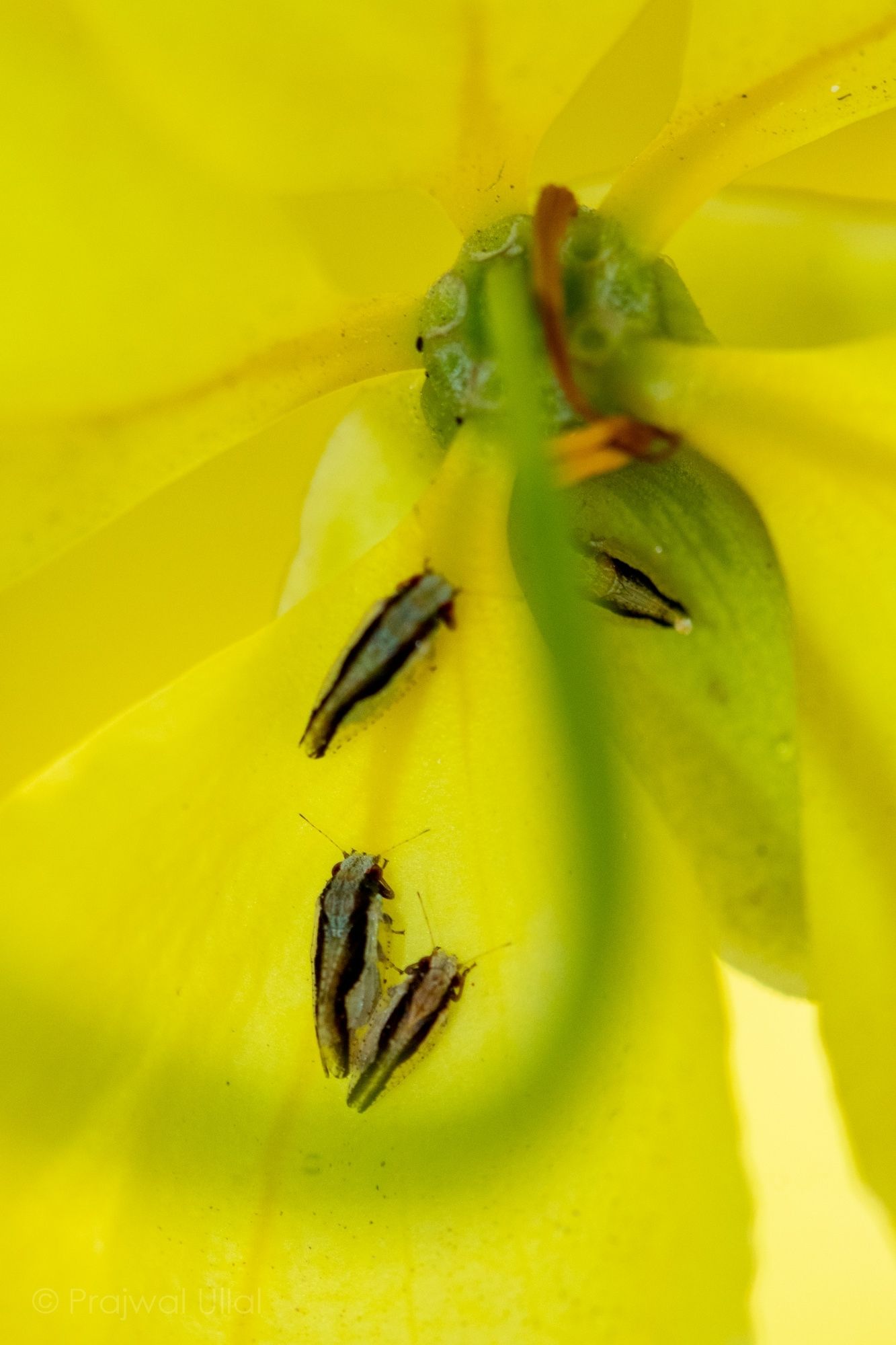 Euphalerus