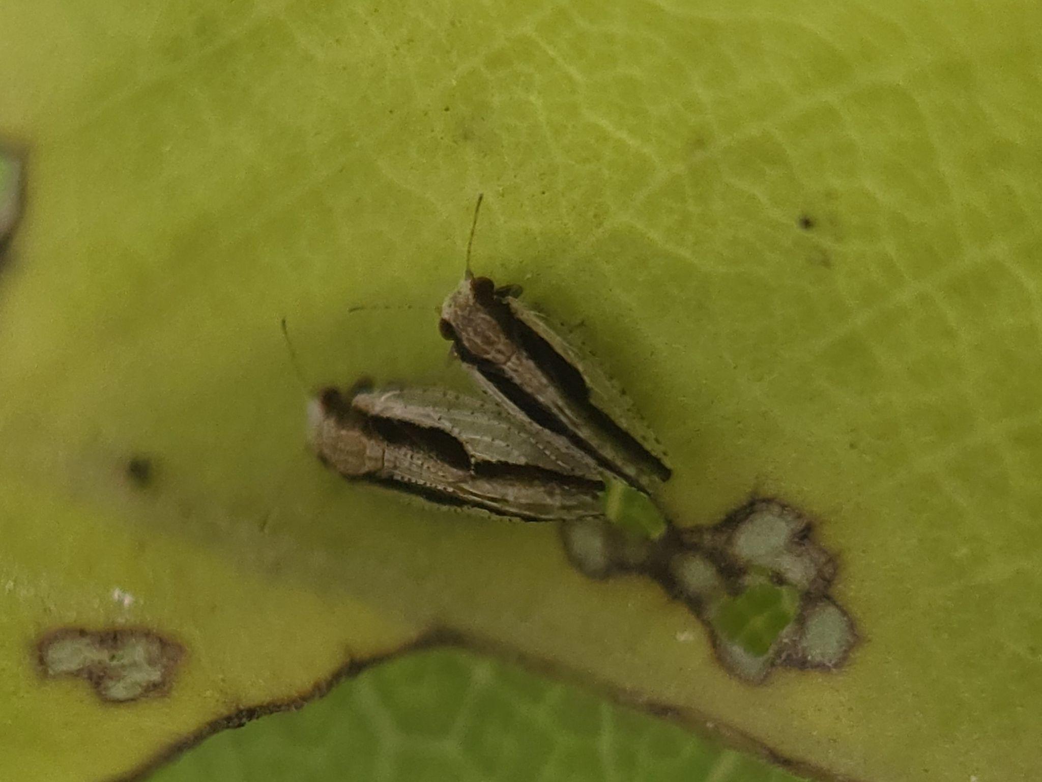 Euphalerus
