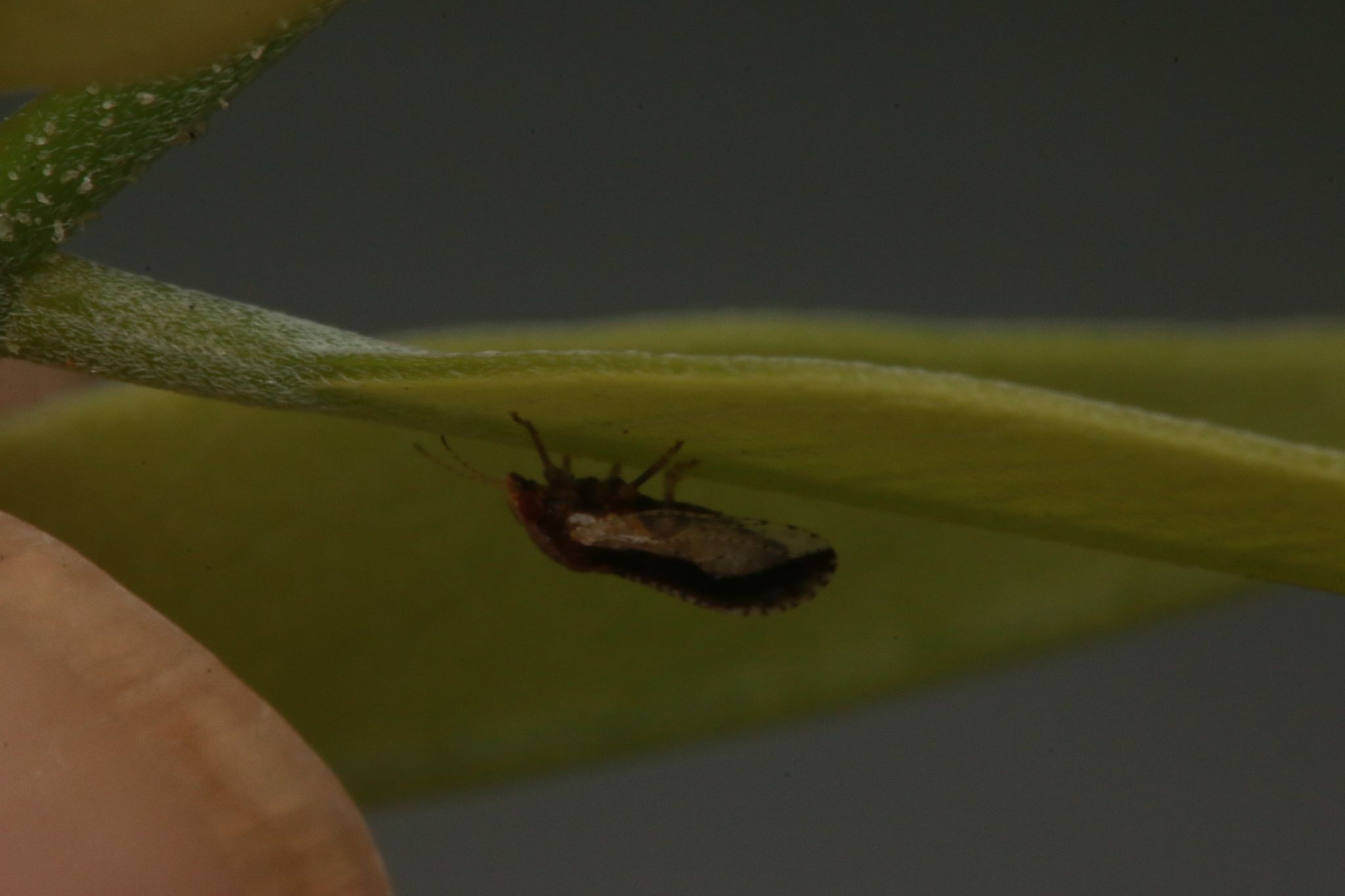 Euphalerus