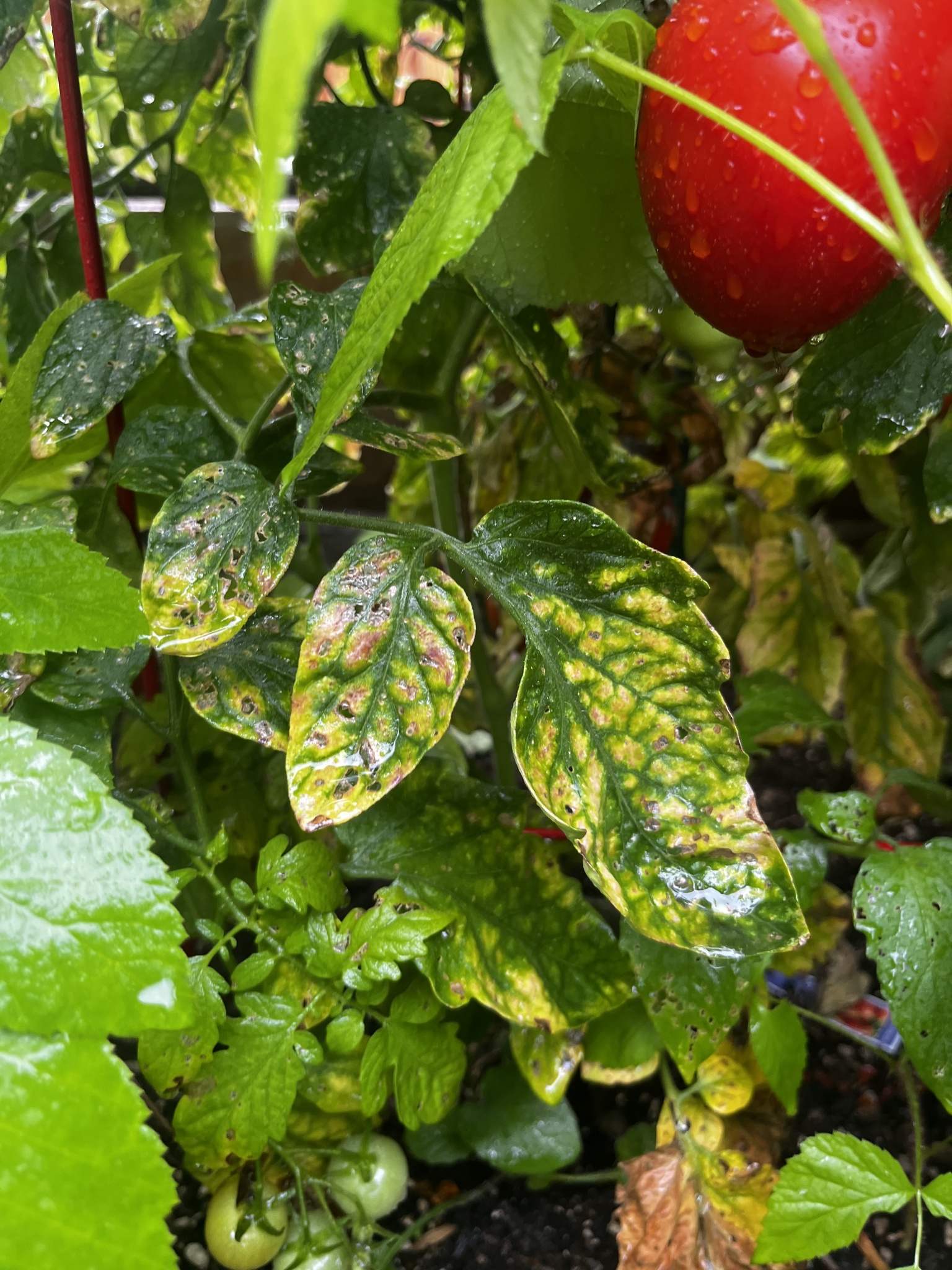 Tomato mosaic virus