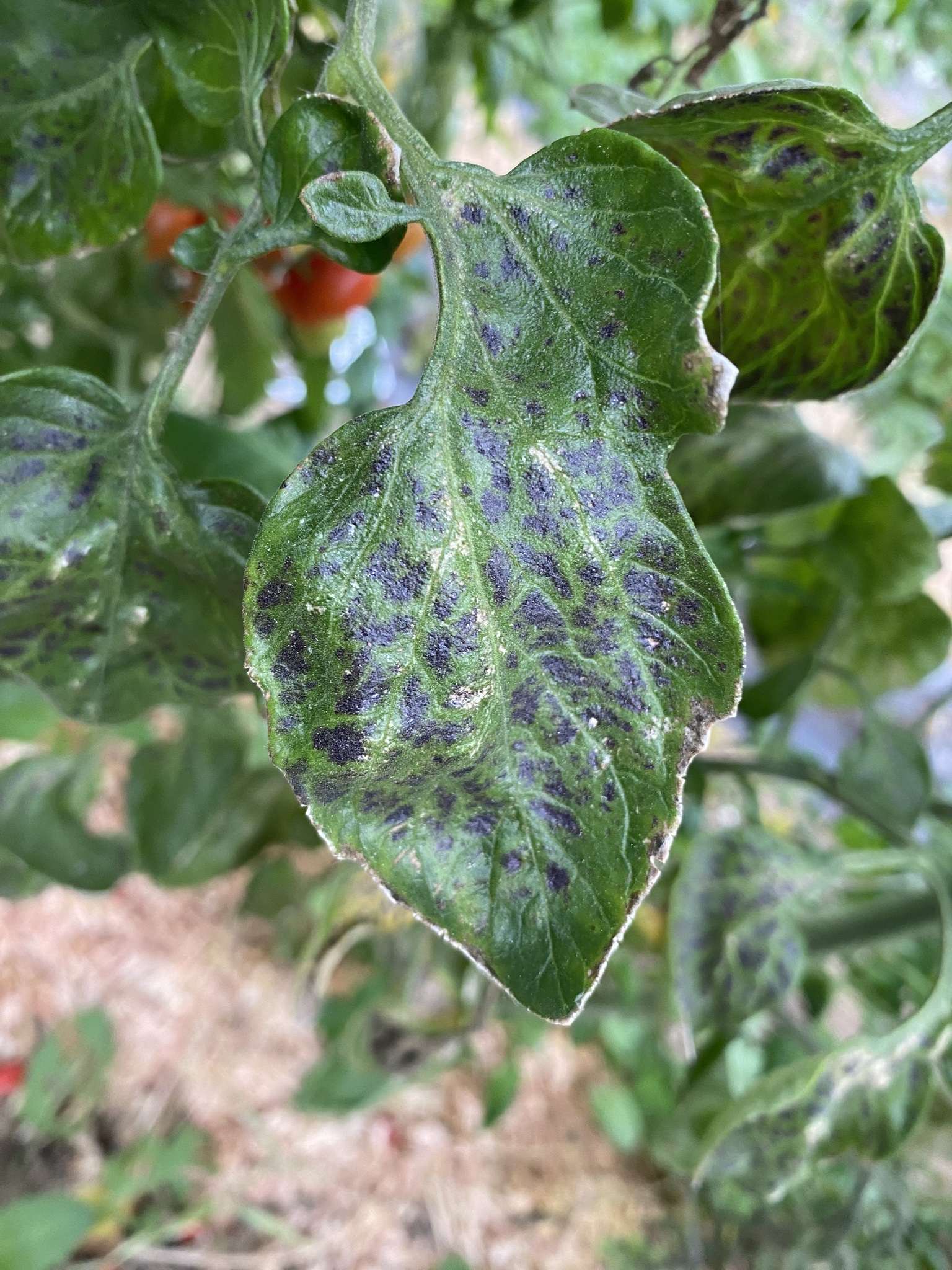 Tomato mosaic virus